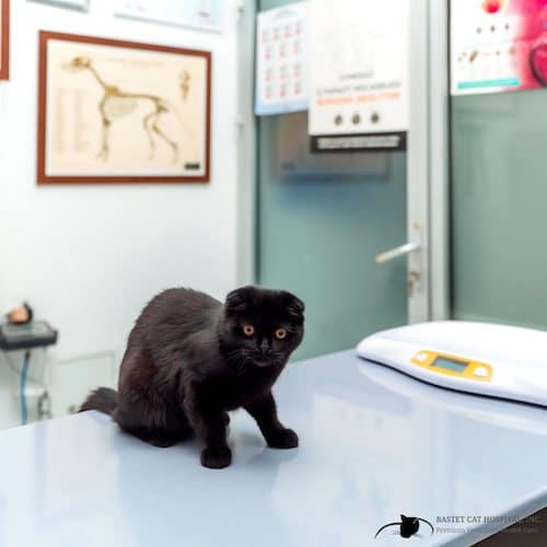 Cat on top of veterinary table