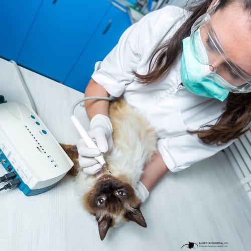 Veterinarian checking on a cat while wearing mask and gloves