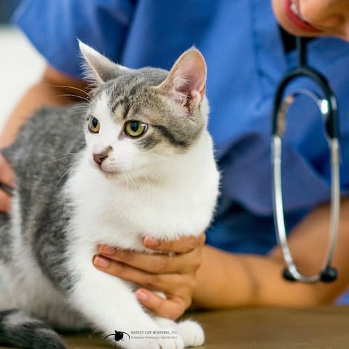 Veterinarian in blue scrubs checking out a white and grey cat