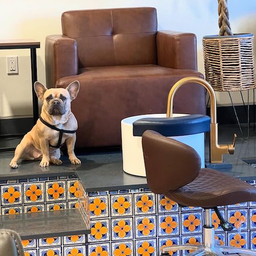 Brown leather chair for pedicure on raised dais with french bulldog